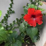 (Category: ) located in . Submitted by shopvv31 (Listing ID 1104818782, Image 1). Description: .