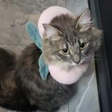 （分類：）位於 。 由 meowmeow223 提交（商品編號 1355981482，圖片 1）。簡介： 。