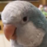 (分類:)位於 。 由 birdwc514 提交(商品編號 1442970005,圖片 1)。簡介: 。