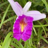 （分類：）位於 。 由 sophiaso99 提交（商品編號 1267211224，圖片 1）。簡介： 。