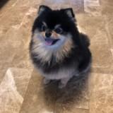 (Category: ) located in . Submitted by bluecarrots1 (Listing ID 1457651953, Image 1). Description: .