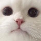 （分類：）位於 。 由 adlih 提交（商品編號 1175256909，圖片 1）。簡介： 。