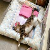 (分類:)位於 。 由 christytsang914 提交(商品編號 1153199390,圖片 1)。簡介: 。