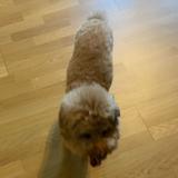 （分類：）位於 。 由 _omom_ 提交（商品編號 1371850791，圖片 1）。簡介： 。