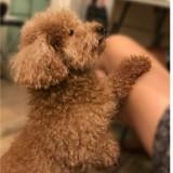 (分類:)位於 。 由 724chung 提交(商品編號 1445102682,圖片 1)。簡介: 。