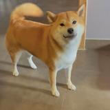 （分類：）位於 。 由 tung4mui 提交（商品編號 1380795950，圖片 1）。簡介： 。