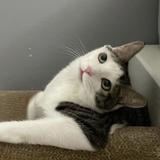 （分類：）位於 。 由 plzsavepoorjj 提交（商品編號 1384610338，圖片 1）。簡介： 。