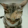 (Category: ) located in . Submitted by idarap (Listing ID 1449152019, Image 1). Description: .
