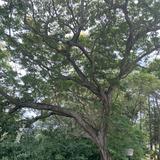 (Category: ) located in . Submitted by mrbin369 (Listing ID 1446735951, Image 1). Description: .