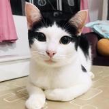 （分類：）位於 。 由 wahhaa 提交（商品編號 1381722552，圖片 1）。簡介： 。