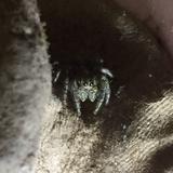 (Category: ) located in . Submitted by jumpingspiders (Listing ID 1128641715, Image 1). Description: .