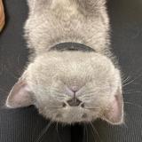（分類：）位於 。 由 gg418 提交（商品編號 1119131790，圖片 1）。簡介： 。