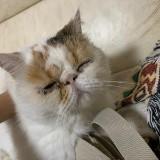 （分類：）位於 。 由 samlamlps 提交（商品編號 1346593180，圖片 1）。簡介： 。