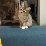 (Category: ) located in . Submitted by azeezhakim (Listing ID 1379550298, Image 1). Description: .