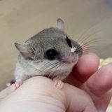 由 hereisfluffy (刊登 ID 1381879578，圖片 1) 提交，位於 的 (類別：)，說明：。