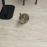 (Category: ) located in . Submitted by donburi263 (Listing ID 1372942191, Image 1). Description: .