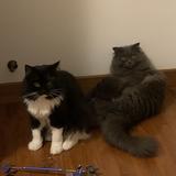 (Category: ) located in . Submitted by yiahoooooo (Listing ID 1376907669, Image 1). Description: .