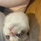 (分類:)位於 。 由 xxLauraxx 提交(商品編號 1366086991,圖片 1)。簡介: 。