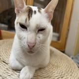 (分類:)位於 。 由 sukichan615 提交(商品編號 1387070957,圖片 1)。簡介: 。