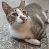 由 sune.hsu (刊登 ID 1384603110，圖片 1) 提交，位於 的 (類別：)，說明：。