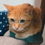 （分類：）位於 。 由 bigbig0610 提交（商品編號 1312222603，圖片 1）。簡介： 。