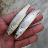 (Category: ) located in . Submitted by livebait (Listing ID 1299207910, Image 1). Description: .