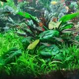(Category: ) located in . Submitted by caruslimo (Listing ID 1377724722, Image 1). Description: .