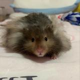 (Category: ) located in . Submitted by babypaws (Listing ID 1368166260, Image 1). Description: .