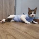 (Category: ) located in . Submitted by chubbychew (Listing ID 1364948743, Image 1). Description: .