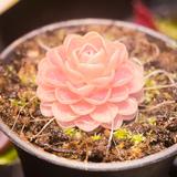 （分類：）位於 。 由 westhk97 提交（商品編號 1283031696，圖片 1）。簡介： 。