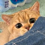 (Category: ) located in . Submitted by gemini_ho (Listing ID 1379501296, Image 1). Description: .