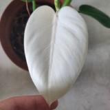(Category: ) located in . Submitted by isellplants (Listing ID 1384274877, Image 1). Description: .