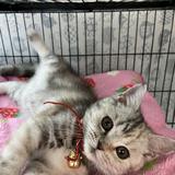 （分類：）位於 。 由 sukihuihk 提交（商品編號 1347949235，圖片 1）。簡介： 。