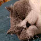 (分類:)位於 。 由 natsunoneko 提交(商品編號 1454675543,圖片 1)。簡介: 。