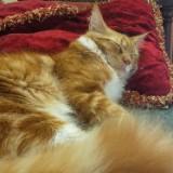 (Category: ) located in . Submitted by wardinas (Listing ID 1384586847, Image 1). Description: .