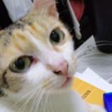 (Category: ) located in . Submitted by syasss (Listing ID 1383070200, Image 1). Description: .