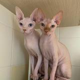（分類：）位於 。 由 gary_kk 提交（商品編號 1375076519，圖片 1）。簡介： 。
