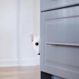（分類：）位於 。 由 frenchie.yolo 提交（商品編號 1302944133，圖片 1）。簡介： 。