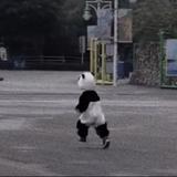 （分類：）位於 。 由 koiiall 提交（商品編號 1366917366，圖片 1）。簡介： 。