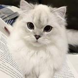 (Kategori: ) berada di . Dikirim oleh queencat.shop (ID iklan 1316456035, Gambar 1). Deskripsi: .