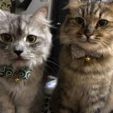 (Category: ) located in . Submitted by shawnshah (Listing ID 1189565235, Image 1). Description: .