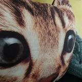 (Category: ) located in . Submitted by coydawood (Listing ID 1135762928, Image 1). Description: .
