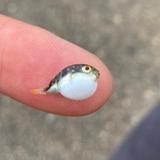 （分類：）位於 。 由 pufferfishballball 提交（商品編號 1367974173，圖片 1）。簡介： 。