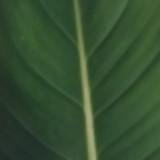 (Category: ) located in . Submitted by tsplants (Listing ID 1381188153, Image 1). Description: .