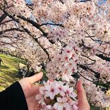 （分類：）位於 。 由 soman19851126 提交（商品編號 1334980392，圖片 1）。簡介： 。