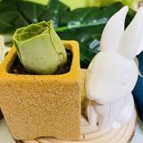 （分類：）位於 。 由 rabbitplants 提交（商品編號 1345318449，圖片 1）。簡介： 。