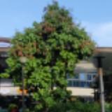 (Category: ) located in . Submitted by bk8 (Listing ID 13117270, Image 1). Description: .