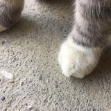 由 another05 (刊登 ID 1372964319，圖片 1) 提交，位於 的 (類別：)，說明：。