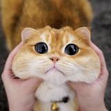 （分類：）位於 。 由 oneomoi 提交（商品編號 1385173453，圖片 1）。簡介： 。