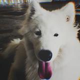 (Category: ) located in . Submitted by luckypuppy666 (Listing ID 1430484031, Image 1). Description: .
